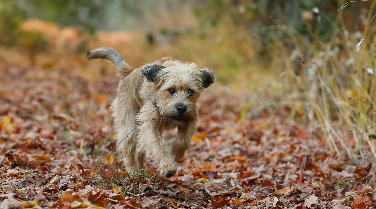 VetWise team providing 24/7 veterinary support